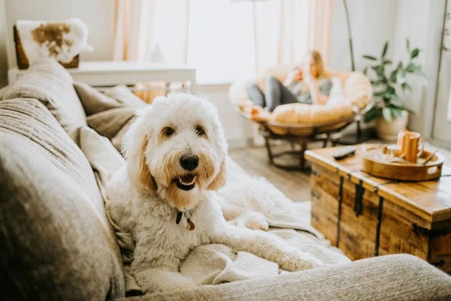A happy white dog on a sofa in a pet-friendly rental apartment managed by HMPD in Lahore